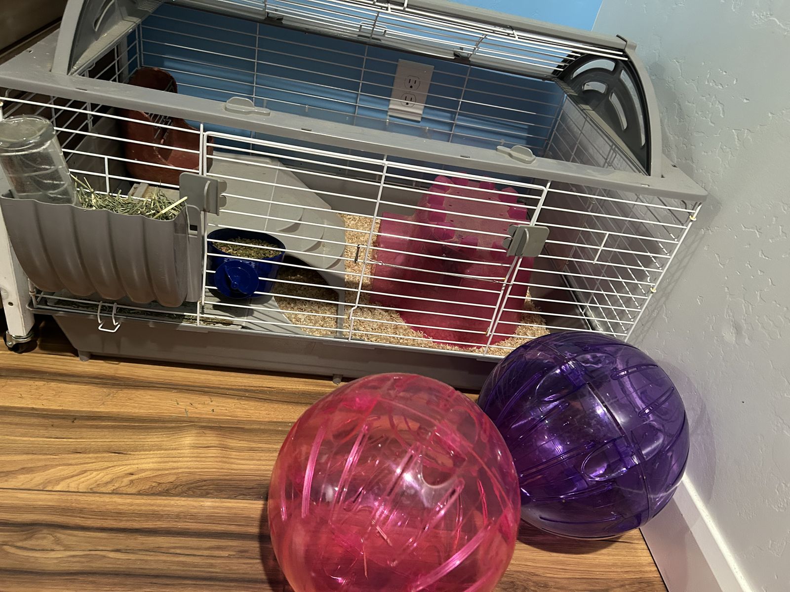 3 Guinea Pigs W/ Everything You Need & More