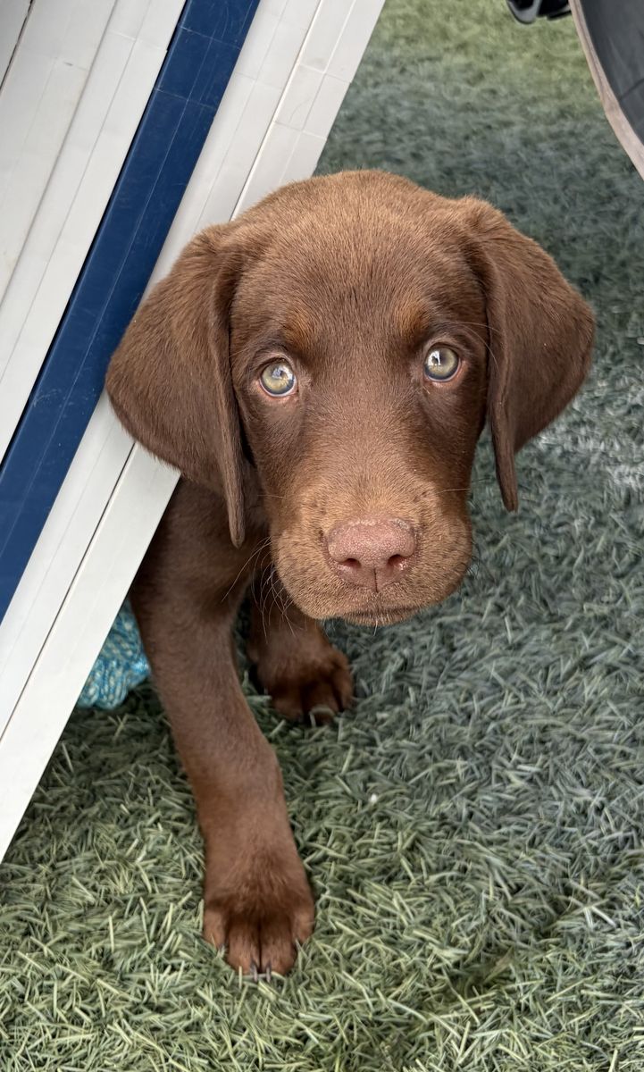 Beautiful Female AKC Chocolate Labrador Retriever Puppy