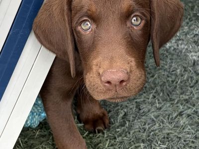 Beautiful Female AKC Chocolate Labrador Retriever Puppy