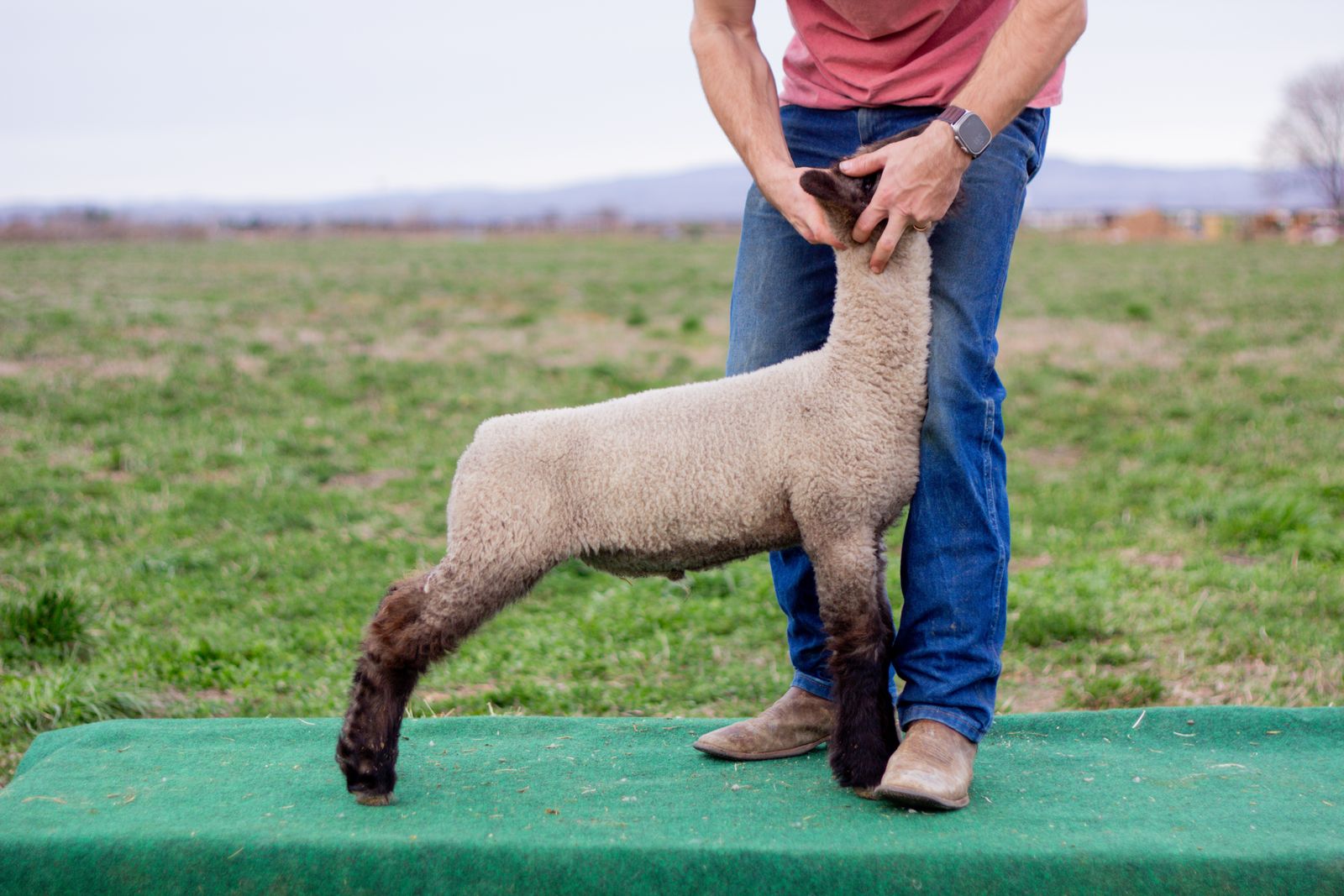 Diamond Mountain Club Lambs