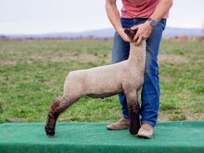 Diamond Mountain Club Lambs