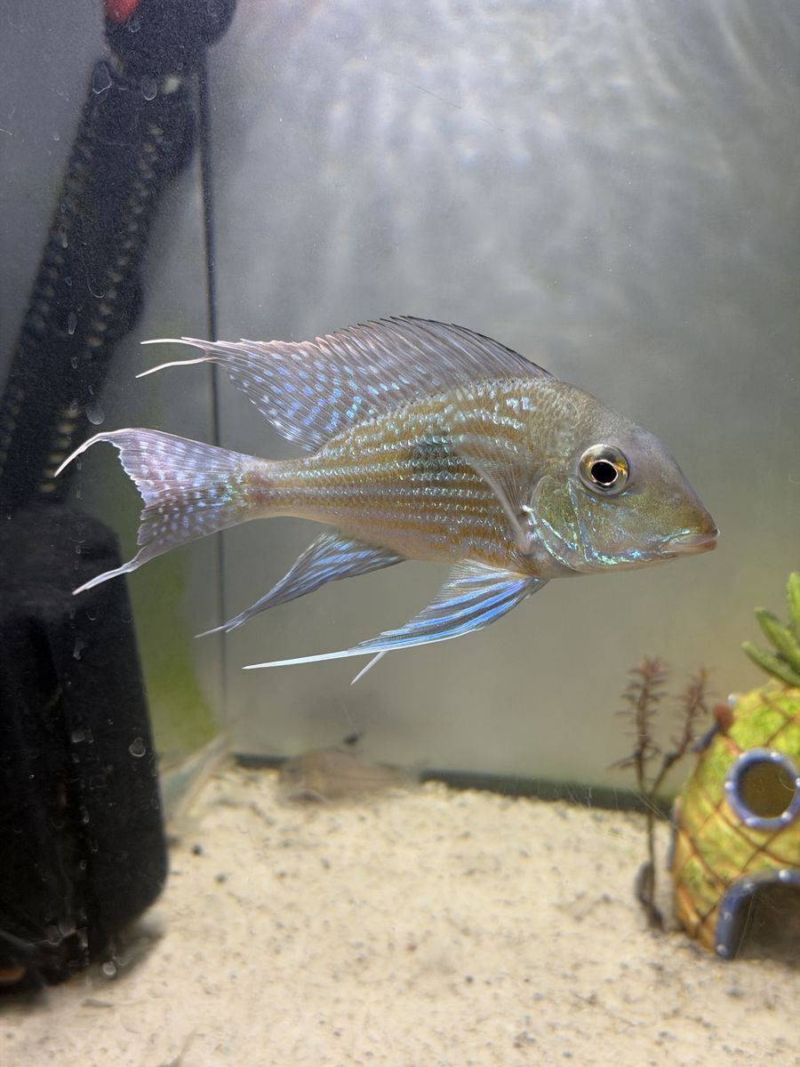 Geophagus