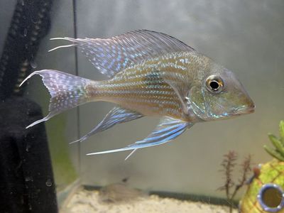 Geophagus