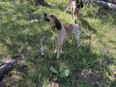 Two redtick coonhounds