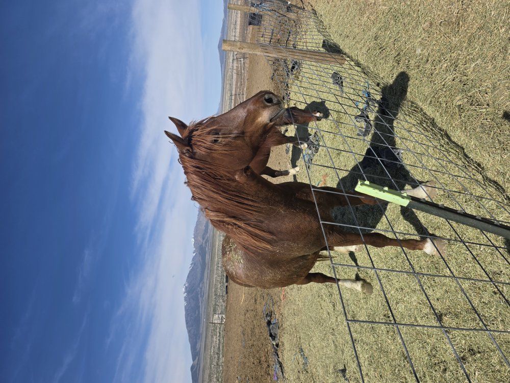 titled mustang mare 4/5yr old