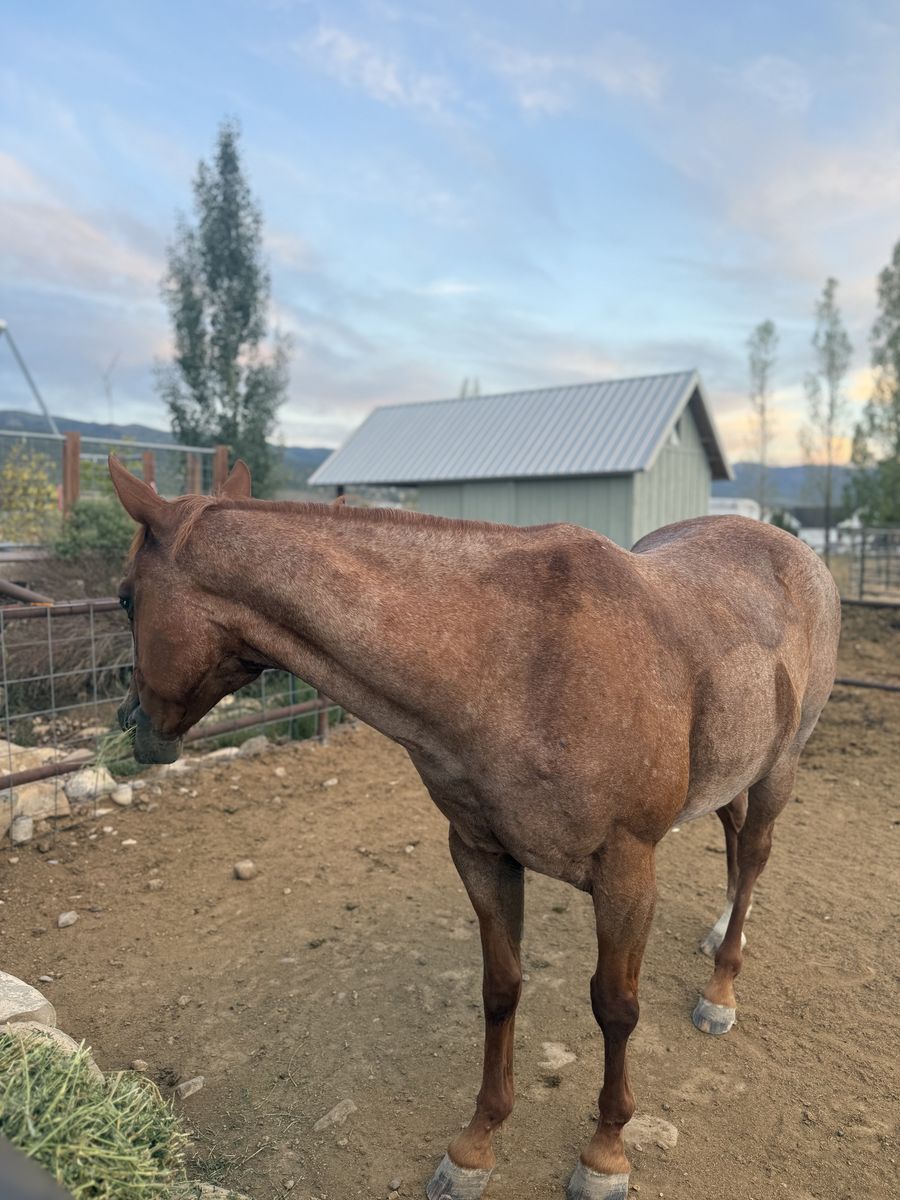 9 Year Old Grade Gelding