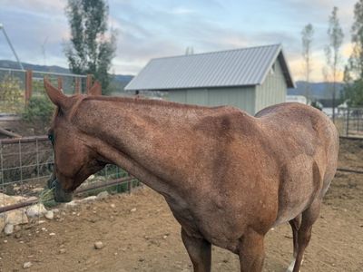 9 Year Old Grade Gelding
