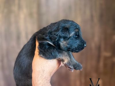 AKC Western Germany Line German Shepherd Pups