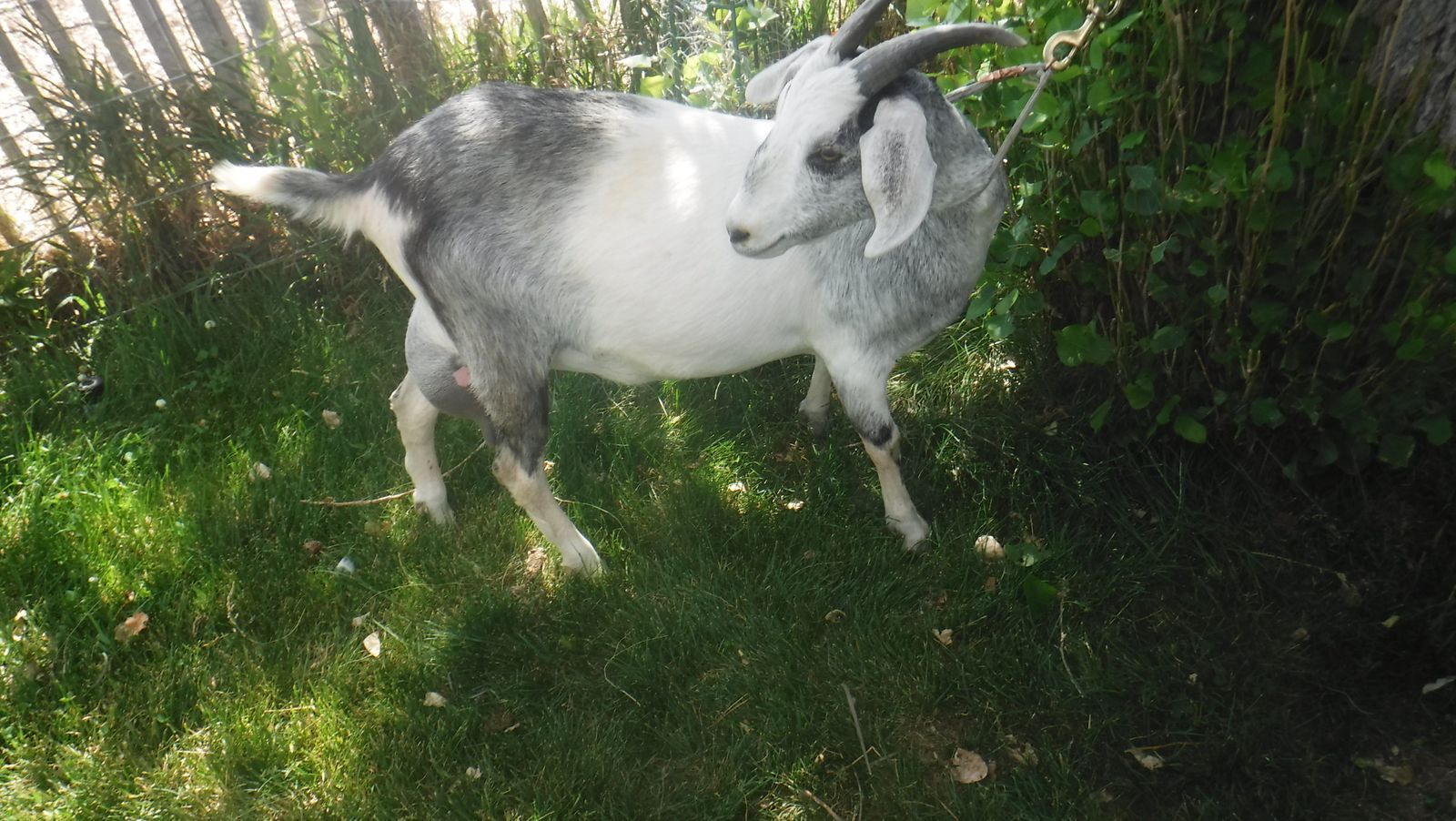 Nubian / Mini Nubian Dairy Milk Goat with doeling  $550 OBO