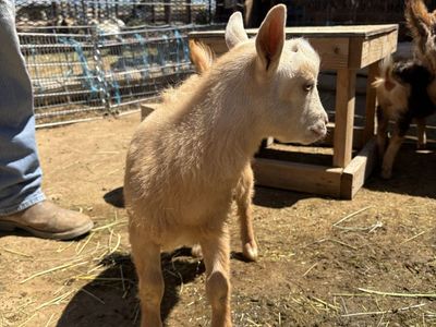 Rockin Cross T Purebred Nigerian Dwarf Goats