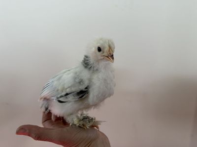 Light and dark Brahma