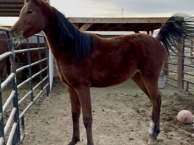 Arabian stud colt horse