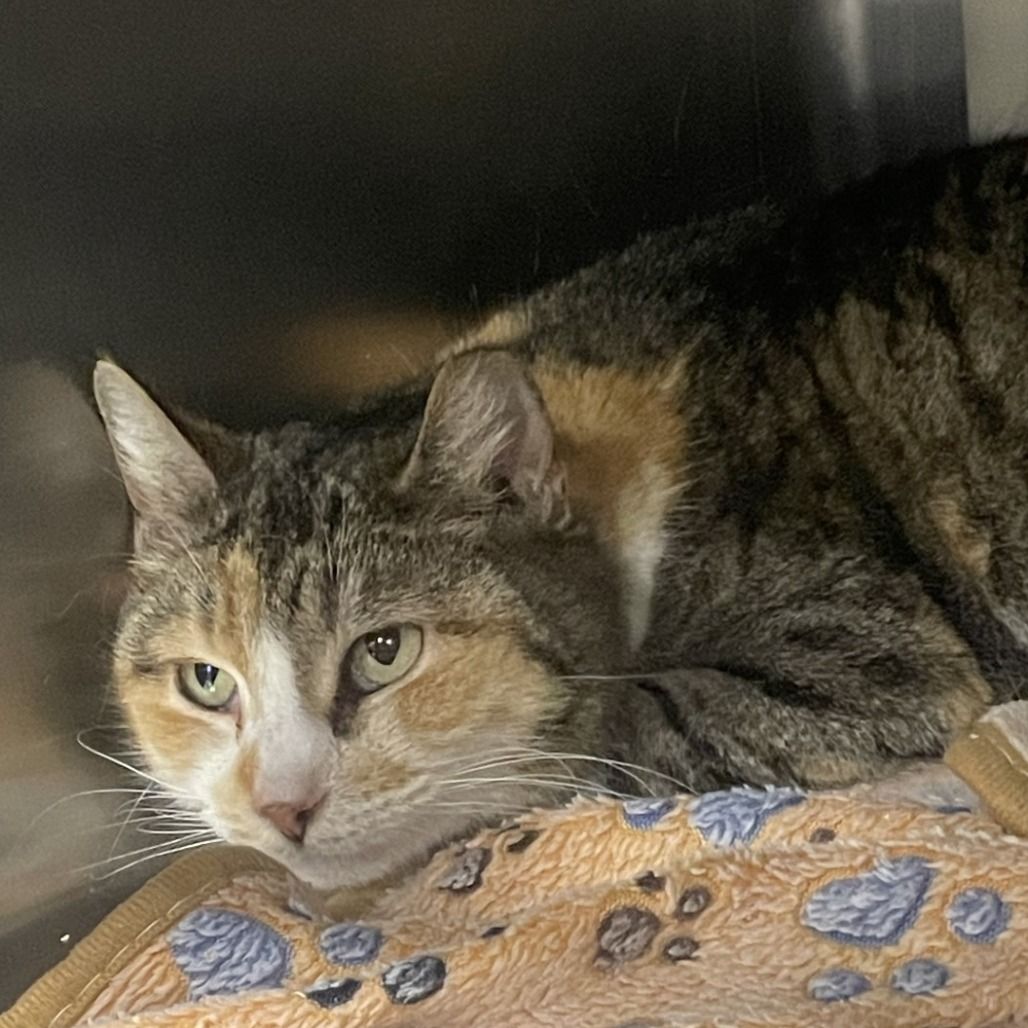 Hello my name is Stevia