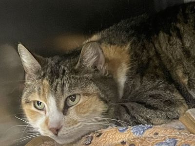 Hello my name is Stevia