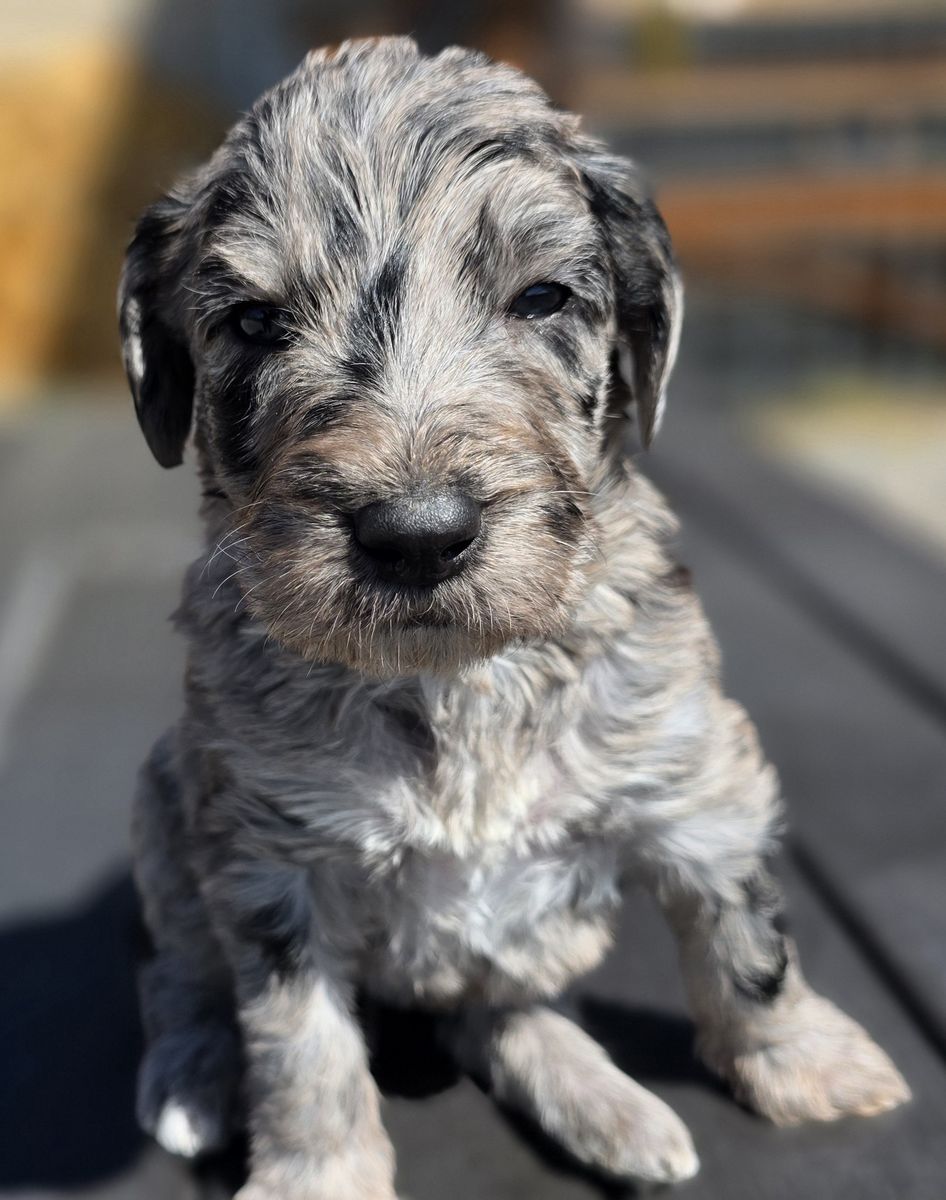 Irish Wolfhound Poodle Wolfadoodle