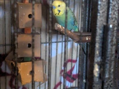 Two bachelor parakeets