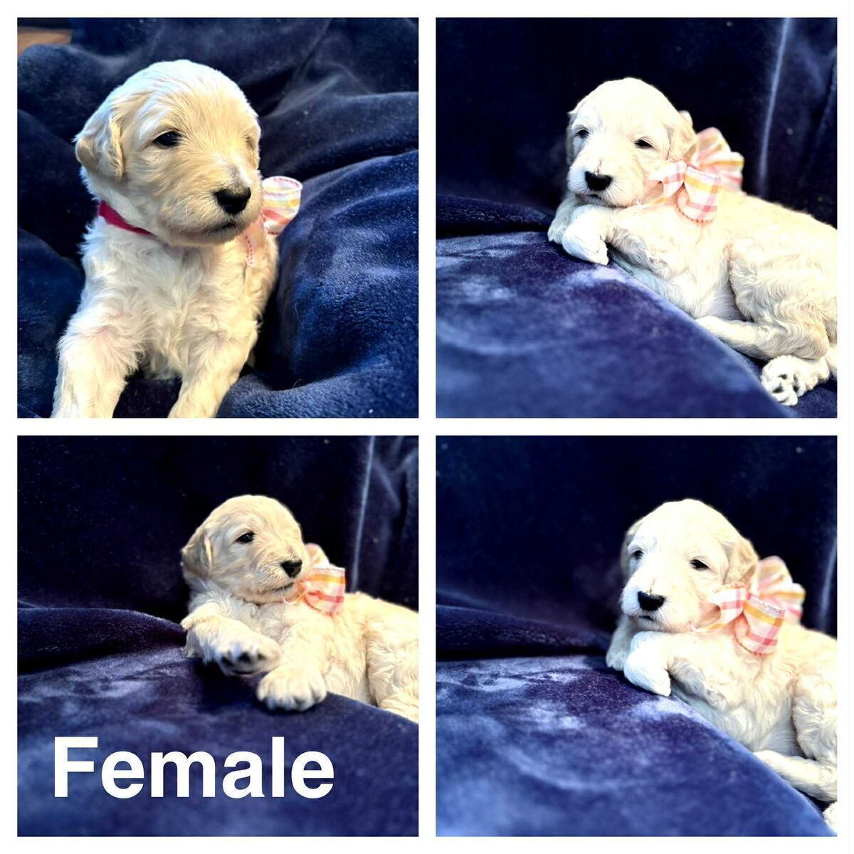 Snuggly Pups Golden Sheepa Doodle Puppies 40 Lbs 3 girls 1 boy