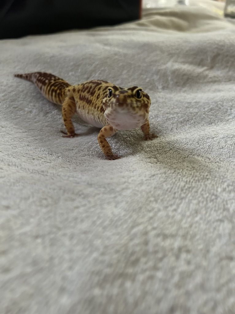 Leopard Gecko