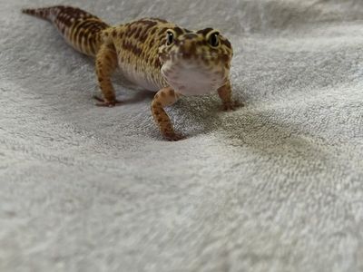 Leopard Gecko