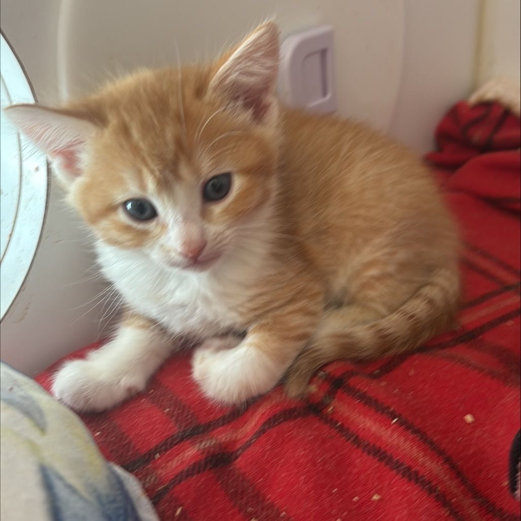 Hello my name is Burrito