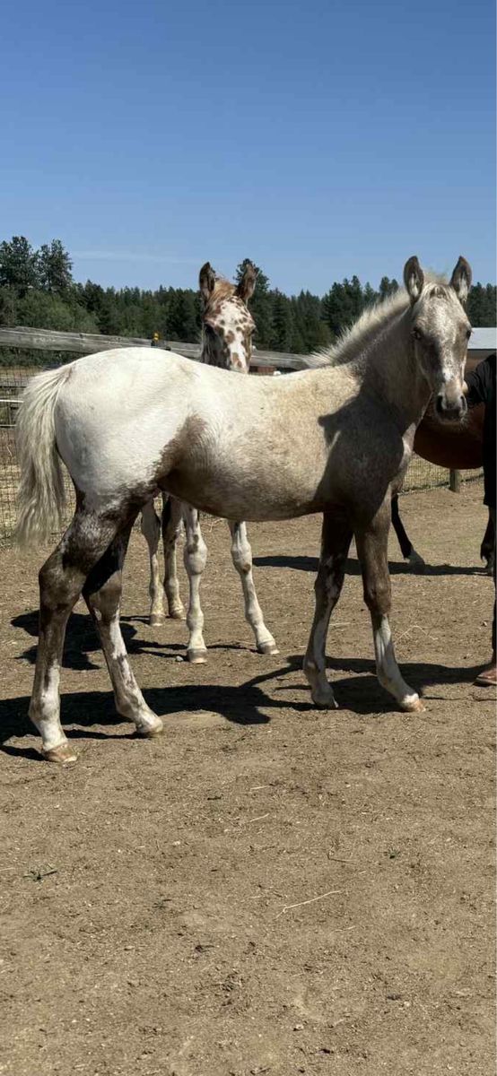 Palomino Appaloosa yearling