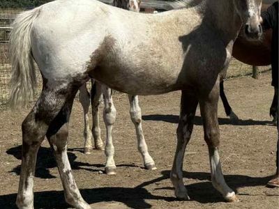 Palomino Appaloosa yearling