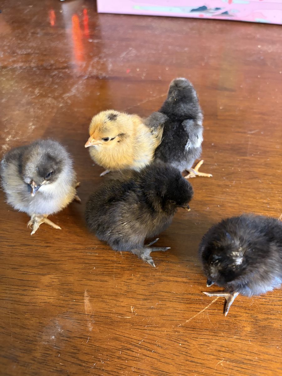 Bantam chick