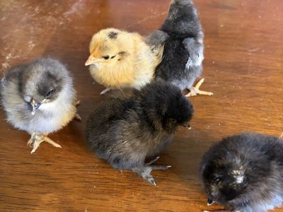 Bantam chick