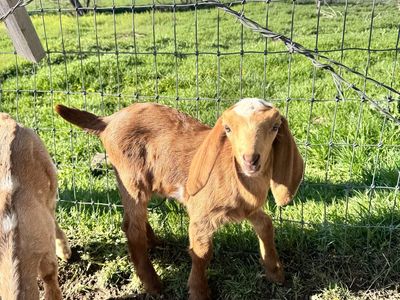 Full Nubian Baby Goats