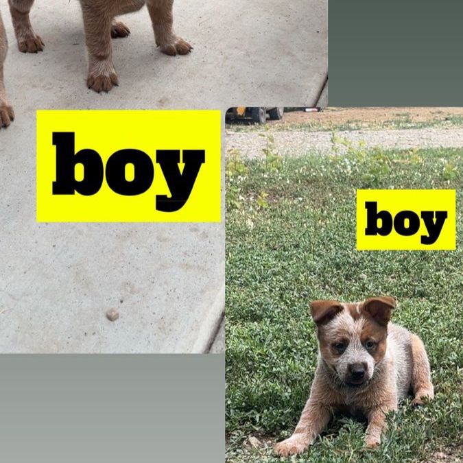 Australian Cattle Dog Puppies - Blue Heeler & Red Heeler 1 Boy Left