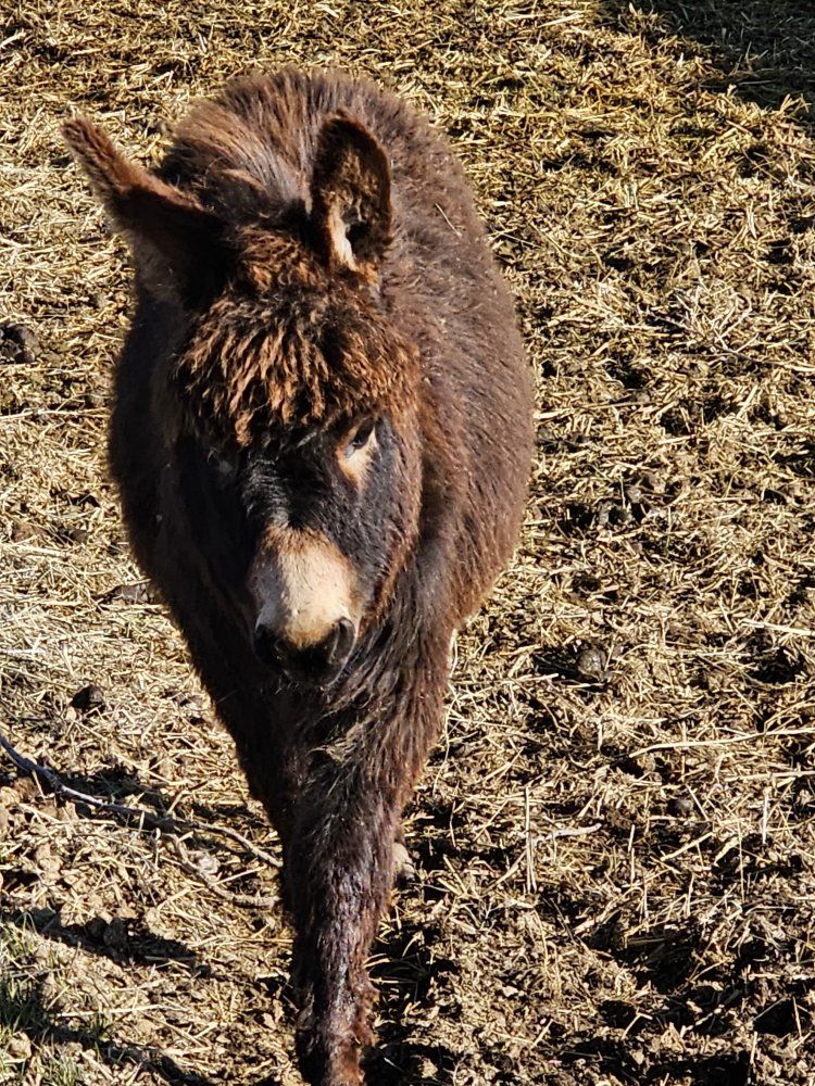 mini donkey