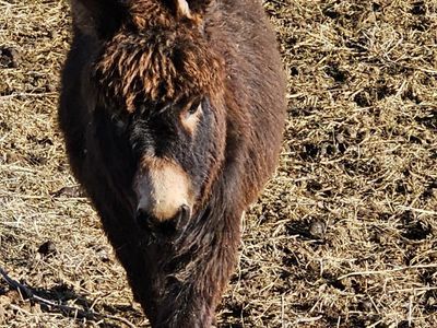 mini donkey