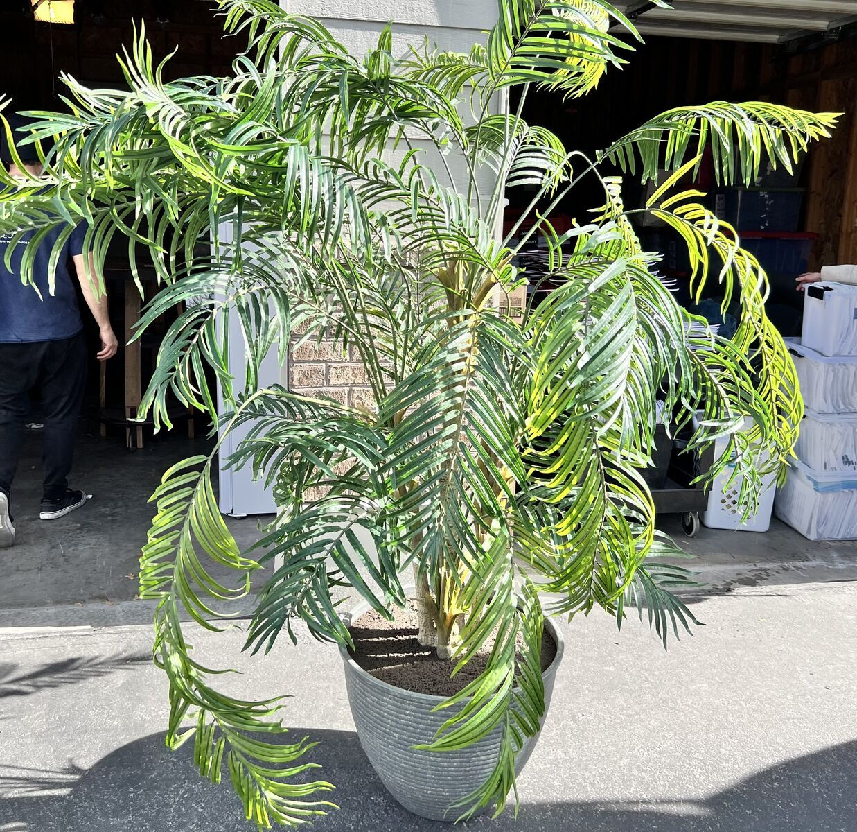 Tropical Decorative Tree
