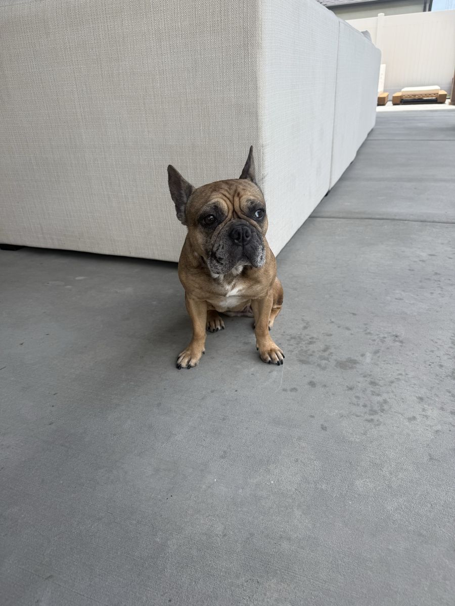 4 year old fully trained French Bulldog