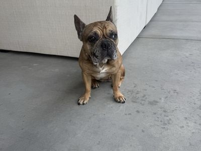4 year old fully trained French Bulldog