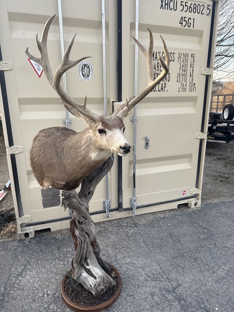 Big 30 Inch Mule Deer