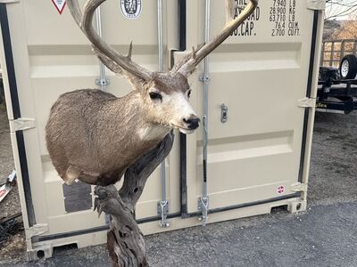 Big 30 Inch Mule Deer