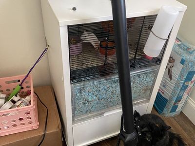Free gerbils