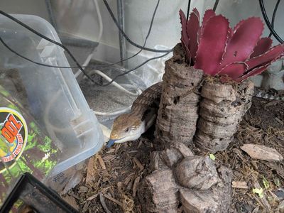 Adult Female Blue Tongue Skink