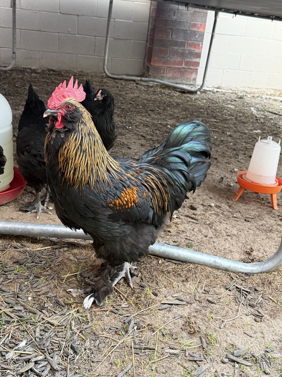 2 Roosters