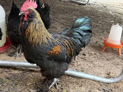 2 Roosters