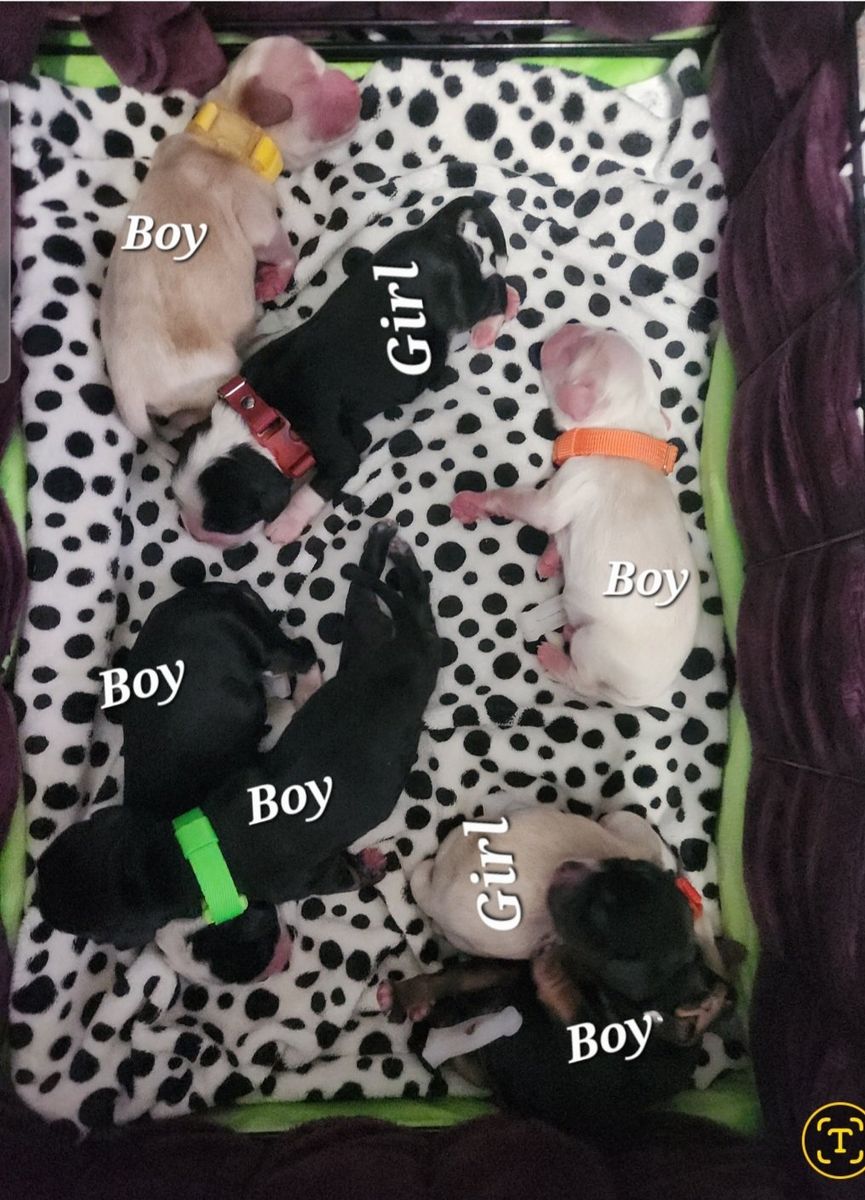 AKC American Cocker Spaniel Puppies