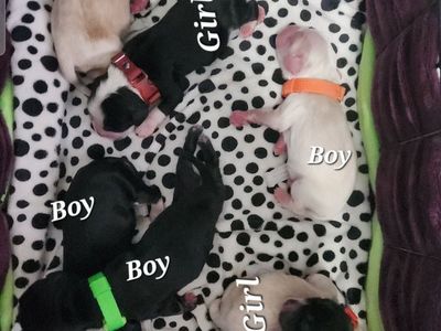 AKC American Cocker Spaniel Puppies