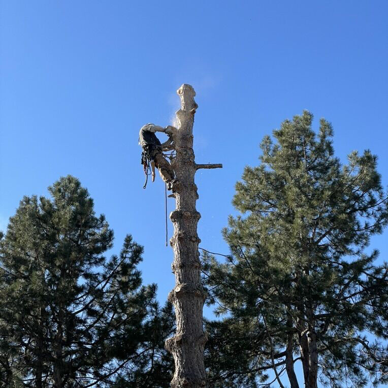 Licensed And Insured Tree, Trimming And Removal