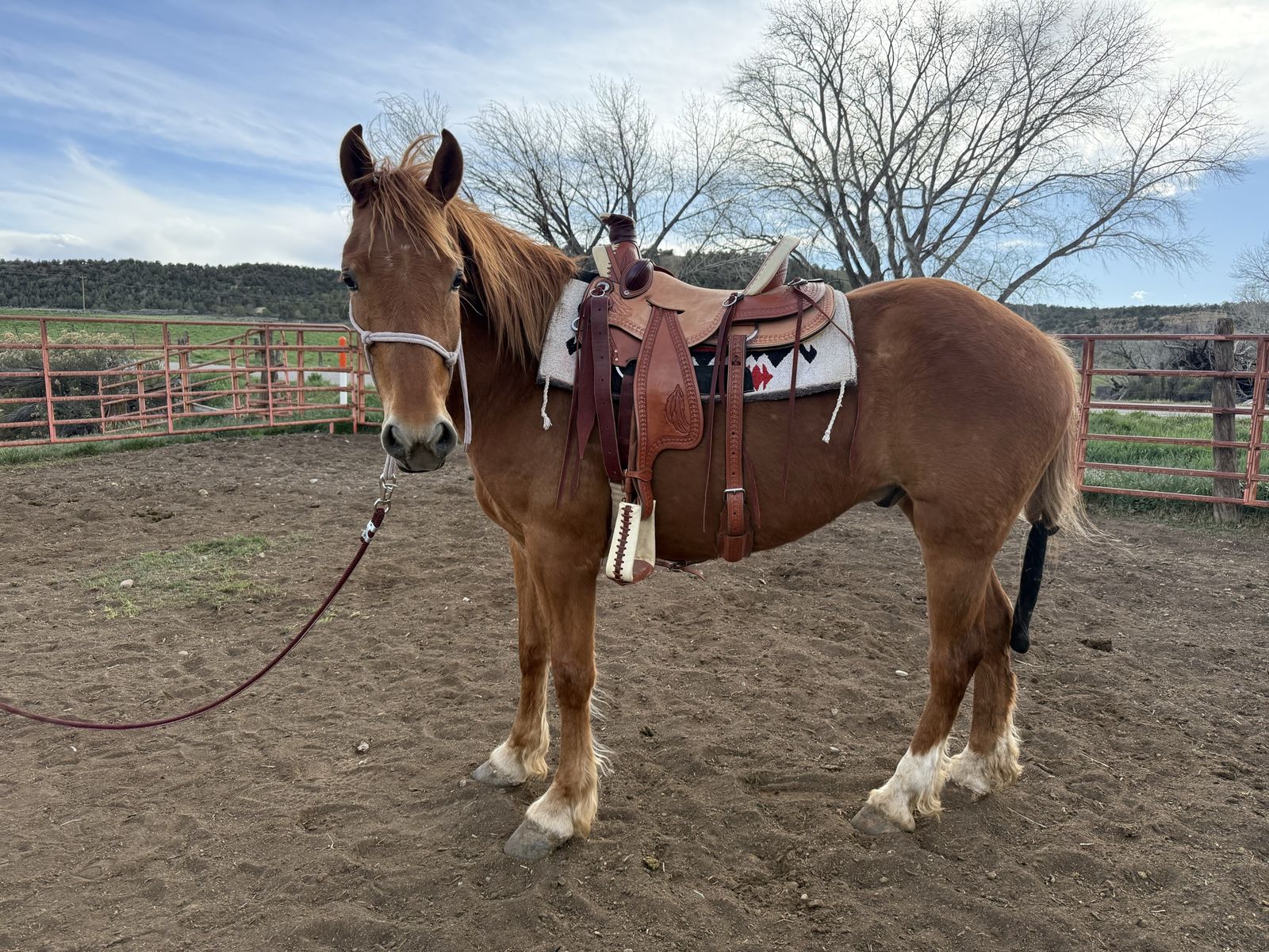 5yo- Half Draft Gelding