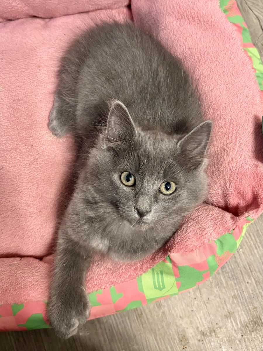 Handsome Blue Maine Coon Mix Male Kitten