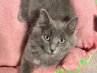 Handsome Blue Maine Coon Mix Male Kitten