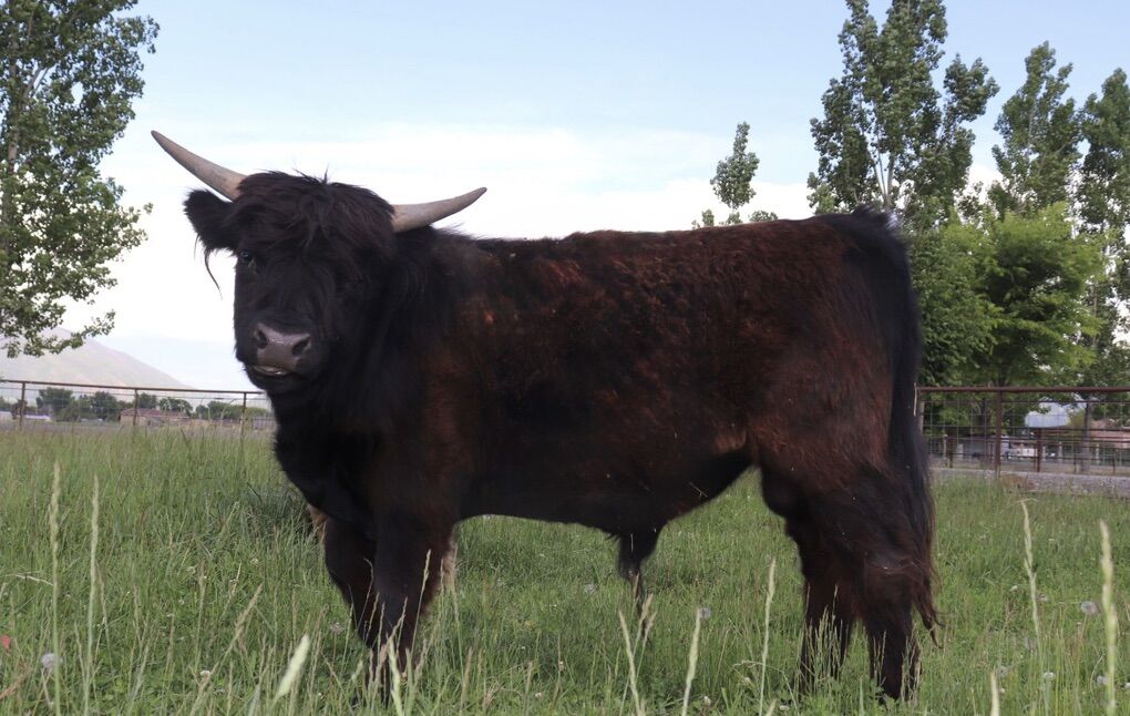 Mini/Miniture Highlander Bull