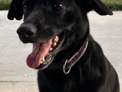 Looking for a new forever home