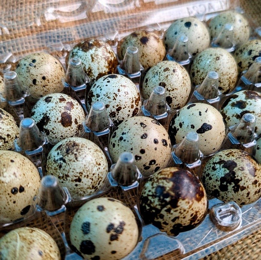 Quail Eggs